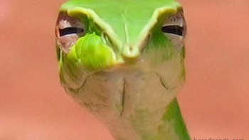 Mulut berbisa seperti ular. Aku tahu apa yang kamu rahasiakan. Foto: girlposts.co via Bored Panda