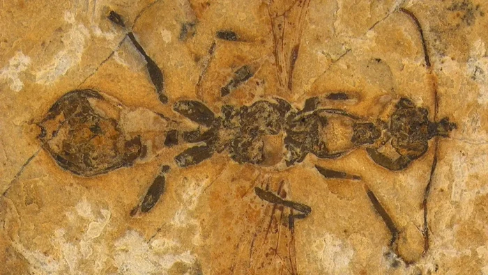 semut neraka