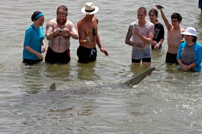 Serangan hiu di Israel Serangan hiu di Israel