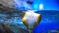 1. Biota laut Sea Aquarium Singapore