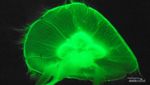 Eksotisme 5 Biota Laut Dalam di S.E.A. Aquarium Singapore