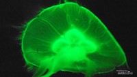 2. Ubur ubur bioluminesen yang bercahaya dalam pekatnya laut dalam