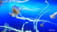 3. Banyak biota laut dalam yang kita jarang melihatnya
