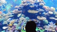 4. Sea Aquarium Singapore, menawarkan keindahan biota laut