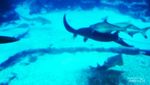 Eksotisme 5 Biota Laut Dalam di S.E.A. Aquarium Singapore