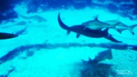 5. Biota laut yang cantik dan menawan