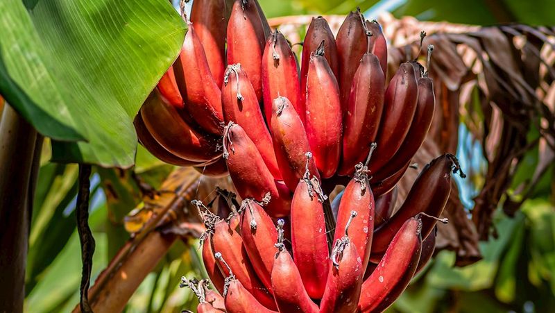 7 Jenis Pisang Terbaik di Dunia, Ada yang Populer di Indonesia!