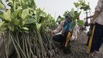 Cegah Abrasi, Pelajar dan Relawan Tanam 2.000 Bibit Mangrove di Batang