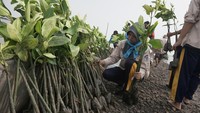 Kegiatan ini bertujuan untuk mengurangi dampak abrasi air laut dan menanamkan kepedulian lingkungan. 