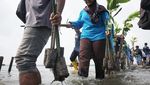 Cegah Abrasi, Pelajar dan Relawan Tanam 2.000 Bibit Mangrove di Batang