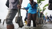 Pemerintah setempat beserta alumni SMAN 1 Batang Angkatan tahun 2000, pelajar dan relawan menanam 2.000 bibit mangrove yang ditanam di lokasi lahan persawahan warga yang terendam air rob.