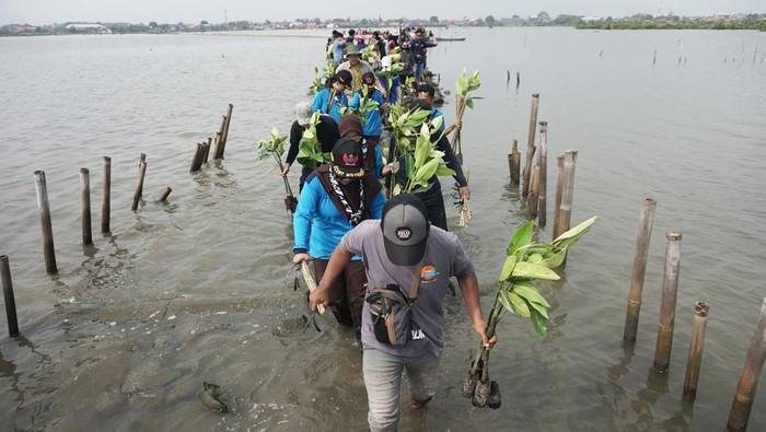 Cegah Abrasi, Pelajar dan Relawan Tanam 2.000 Bibit Mangrove di Batang Sejumlah pelajar dan relawan bersiap menanam bibit mangrove di Desa Denasri Kulon, Kabupaten Batang, Jawa Tengah, Sabtu (26/4/2025). Pemerintah setempat beserta alumni SMAN 1 Batang Angkatan tahun 2000, pelajar dan relawan menanam 2.000 bibit mangrove yang ditanam di lokasi lahan persawahan warga yang terendam air rob yang bertujuan untuk mengurangi dampak abrasi air laut dan menanamkan kepedulian lingkungan. ANTARA FOTO/Harviyan Perdana Putra/nz