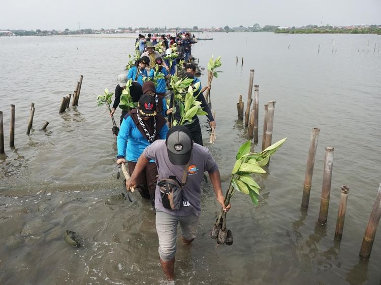 Cegah Abrasi, Pelajar dan Relawan Tanam 2.000 Bibit Mangrove di Batang
