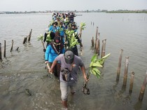 Cegah Abrasi, Pelajar dan Relawan Tanam 2.000 Bibit Mangrove di Batang