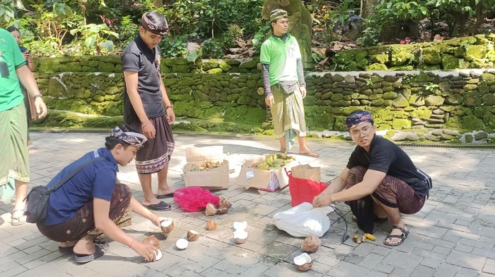 Jegeg Bagus Gianyar membagikan lungsuran kepada monyet-monyet di Monkey Forest Ubud, Jumat (25/4/2025). (Leona Wirawan/detikBali)