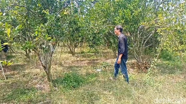 Nyoman Dwi Suarna menunjukkan jeruk yang tumbuh subur di kebunnya di area Subak Mengwi, Badung.