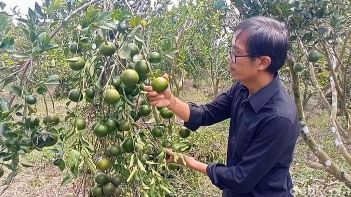 Nyoman Dwi Suarna menunjukkan jeruk yang tumbuh subur di kebunnya di area Subak Mengwi, Badung.