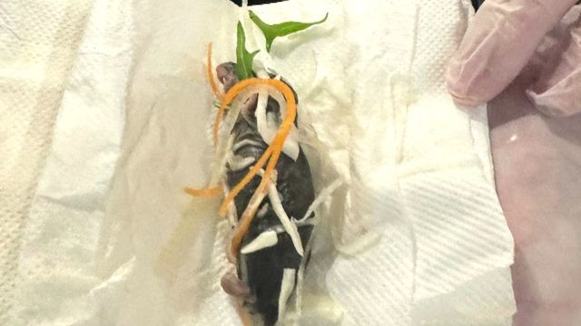 Jijik! Ibu Hamil Ini Temukan Bangkai Tikus Saat Makan Salad