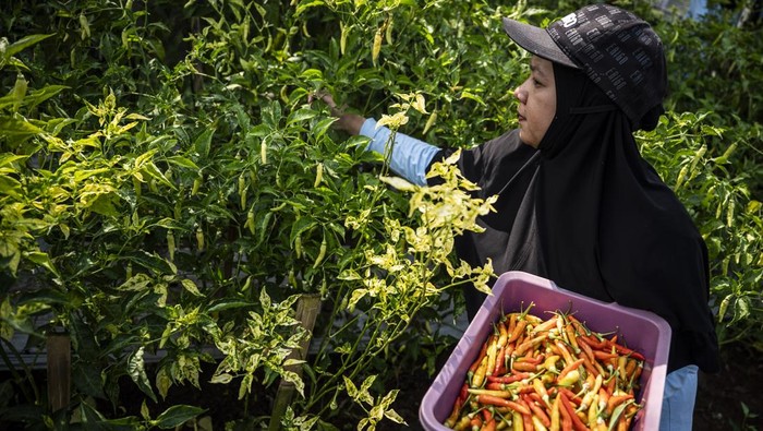 KWT Putri Manggala Panen Cabai Organik di Kebun Sayur Semarang Dua anggota Kelompok Wanita Tani (KWT) Putri Manggala memanen cabai rawit organik di kebun sayur RW 7 Cangkiran, Mijen, Semarang, Jawa Tengah, Sabtu (26/4/2025). KWT Putri Manggala mengelola kebun sayur di sembilan RT di kawasan tersebut dengan salah satu lahannya ditanami cabai yang menghasilkan rata-rata 5 kilogram cabai rawit dan 5 kilogram cabai merah keriting setiap kali panen yang kemudian dipasarkan ke warga sekitar sebagai bagian dari upaya memperkuat gerakan ketahanan pangan di wilayah perkotaan. ANTARA FOTO/Aprillio Akbar/nz