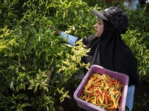 KWT Putri Manggala Panen Cabai Organik di Kebun Sayur Semarang