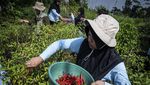 KWT Putri Manggala Panen Cabai Organik di Kebun Sayur Semarang