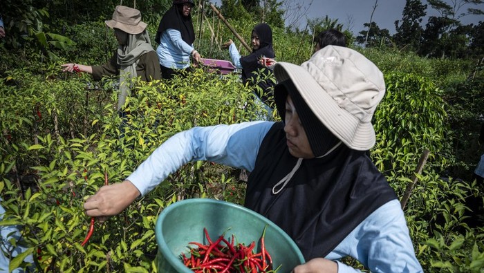 KWT Putri Manggala Panen Cabai Organik di Kebun Sayur Semarang Dua anggota Kelompok Wanita Tani (KWT) Putri Manggala memanen cabai rawit organik di kebun sayur RW 7 Cangkiran, Mijen, Semarang, Jawa Tengah, Sabtu (26/4/2025). KWT Putri Manggala mengelola kebun sayur di sembilan RT di kawasan tersebut dengan salah satu lahannya ditanami cabai yang menghasilkan rata-rata 5 kilogram cabai rawit dan 5 kilogram cabai merah keriting setiap kali panen yang kemudian dipasarkan ke warga sekitar sebagai bagian dari upaya memperkuat gerakan ketahanan pangan di wilayah perkotaan. ANTARA FOTO/Aprillio Akbar/nz