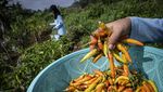 KWT Putri Manggala Panen Cabai Organik di Kebun Sayur Semarang