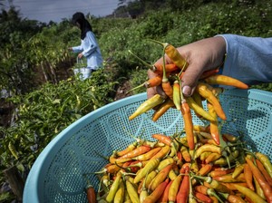 Harga Cabai Rawit-Perhiasan Emas Turun Bikin RI Deflasi 0,14%