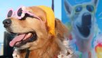 Puluhan Anjing Peliharaan Ikut Kontes Kostum di Bali