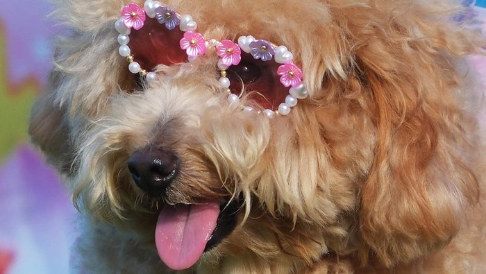 Puluhan Anjing Peliharaan Ikut Kontes Kostum di Bali Peserta mendampingi anjing peliharaannya saat mengikuti kontes kostum pada Beach Pet Gala di Pantai Sanur, Denpasar, Bali, Sabtu (26/4/2025). Kontes yang diikuti 36 anjing peliharaan tersebut digelar untuk memberikan edukasi kepada pemilik anjing dari sisi merawat kesehatan hingga penampilan serta menumbuhkan rasa tanggung jawab dalam memelihara anjing sekaligus sebagai upaya pencegahan rabies. ANTARA FOTO/Nyoman Hendra Wibowo/rwa.