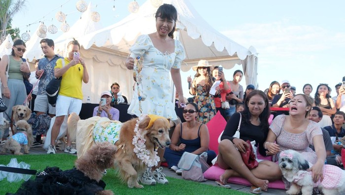 Puluhan Anjing Peliharaan Ikut Kontes Kostum di Bali Peserta mendampingi anjing peliharaannya saat mengikuti kontes kostum pada Beach Pet Gala di Pantai Sanur, Denpasar, Bali, Sabtu (26/4/2025). Kontes yang diikuti 36 anjing peliharaan tersebut digelar untuk memberikan edukasi kepada pemilik anjing dari sisi merawat kesehatan hingga penampilan serta menumbuhkan rasa tanggung jawab dalam memelihara anjing sekaligus sebagai upaya pencegahan rabies. ANTARA FOTO/Nyoman Hendra Wibowo/rwa.
