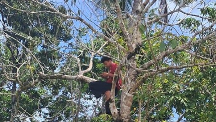 Warga Desa Binjai, Musi Rawas memanjat pohon demi mendapatkan sinyal internet
