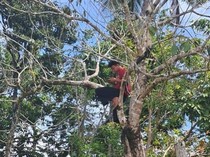 Perjuangan Warga Musi Rawas Panjat Pohon Demi Dapat Sinyal