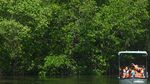 Menjelajahi WIsata Susur Hutan Mangrove di Bali