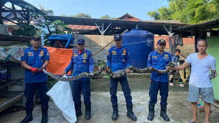 Damkar evkuasi ular sanca sepanjang 4 meter di rumah warga Serpong, Tangsel. (dok.Istimewa)