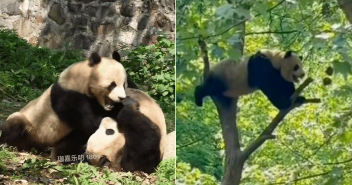Panda berkelahi