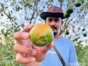 Pohon Diserang Jamur, Petani Jeruk di Banyuwangi Rugi Puluhan Juta