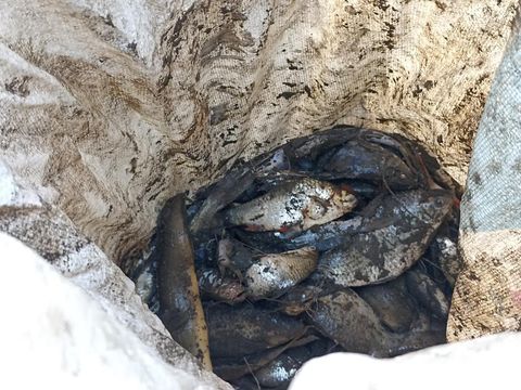 Ratusan Warga Berburu Ikan Mabuk di Bendungan