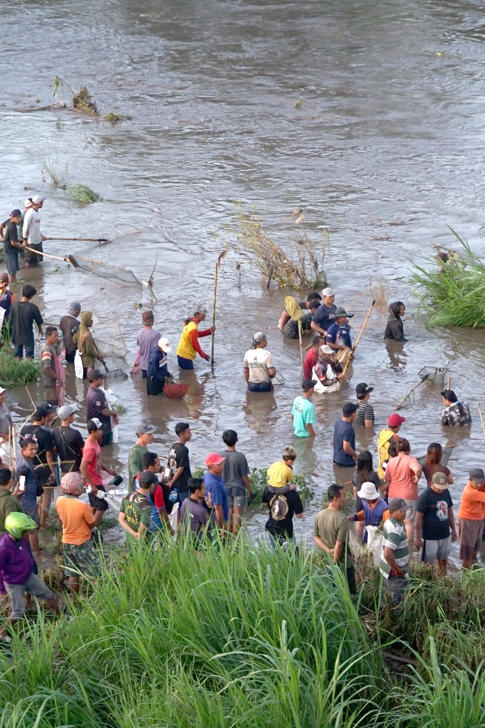 Warga menyaksikan sejumlah peserta berburu ikan pada kegiatan pladu (flushing atau penggelontoran) air Sungai Brantas di Tulungagung, Jawa Timur, Minggu (27/4/2025). Kendati berbahaya dan sering memakan korban, tradisi pladu yang digelar setahun sekali tersebut menjadi daya tarik warga untuk berburu ikan mabuk dampak meningkatnya debit air sungai yang bercampur lumpur. ANTARA FOTO/Destyan Sujarwoko/YU