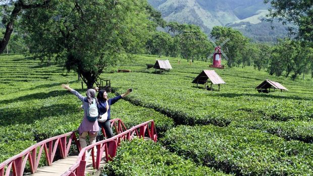 Wisatawan memotret rekannya saat berkunjung di Agrowisata Bukit Kuneer, Wonosari, Malang, Jawa Timur, Sabtu (26/4/2025). Wisata alam yang berada di tengah perkebunan teh dengan ketinggian 1.250 meter diatas permukaan laut (mdpl) tersebut setiap hari rata-rata dikunjugi sekitar 300 hingga 500 orang wisatawan. ANTARA FOTO/Ari Bowo Sucipto/nz