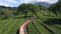 Bukit Kuneer terletak di ketinggian 1.250 meter di atas permukaan laut (mdpl), menawarkan udara segar dan panorama hijau yang membentang luas. Suasana alami ini menjadi daya tarik utama bagi para pengunjung dari berbagai daerah.