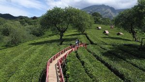 Wisata Bukit Kuneer di Malang Jadi Favorit Wisatawan