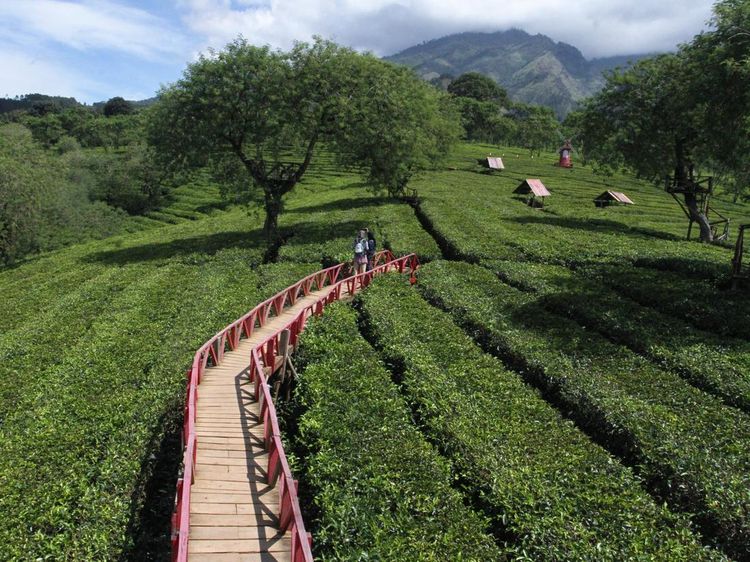 Wisata Bukit Kuneer di Malang Jadi Favorit Wisatawan