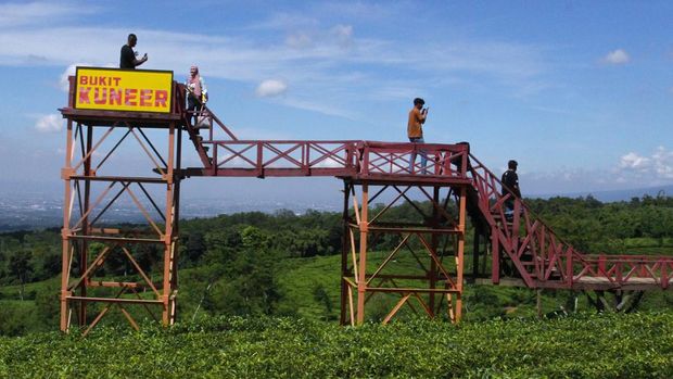 Wisata Bukit Kuneer di Malang Jadi Favorit Wisatawan Wisatawan memotret rekannya saat berkunjung di Agrowisata Bukit Kuneer, Wonosari, Malang, Jawa Timur, Sabtu (26/4/2025). Wisata alam yang berada di tengah perkebunan teh dengan ketinggian 1.250 meter diatas permukaan laut (mdpl) tersebut setiap hari rata-rata dikunjugi sekitar 300 hingga 500 orang wisatawan. ANTARA FOTO/Ari Bowo Sucipto/nz