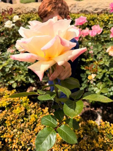 Anak-anak Meghan Markle dan Pangeran Harry