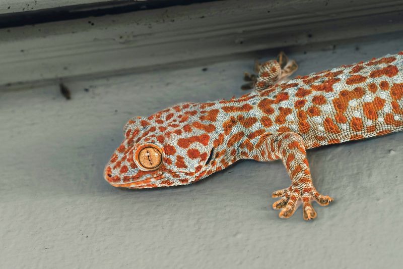 Bagaimana Cara Tokek Masuk ke Dalam Rumah? Ini Jawaban untuk Mencegahnya
