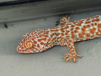 Kenapa Ada Tokek di Rumah? Bisa Jadi Ini Penyebabnya