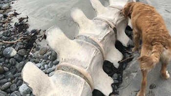 Tulang belakang paus yang terdampar di pantai. Foto: Boredpanda