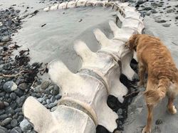 Foto Benda yang Ditemukan di Laut dan Pantai Bikin Melotot