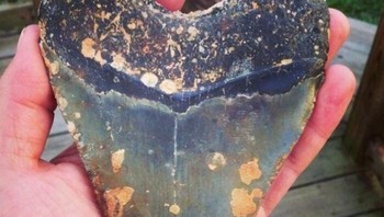 Jackpot! Dapat fosil gigi ikan Megalodon terbesar yang pernah ditemukan. Fosil ini didapatkan saat penyelaman di lepas Pantai North Carolina. Foto: Boredpanda